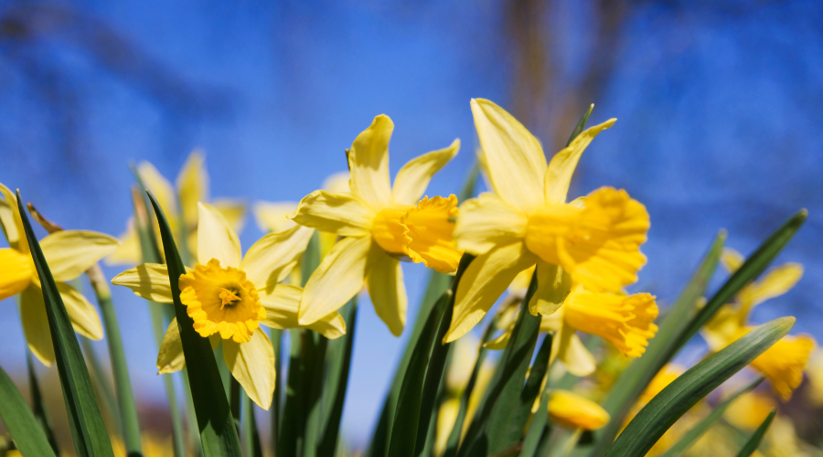 Spring Fundraising Ideas