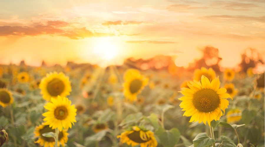 Summer Fundraising Ideas
