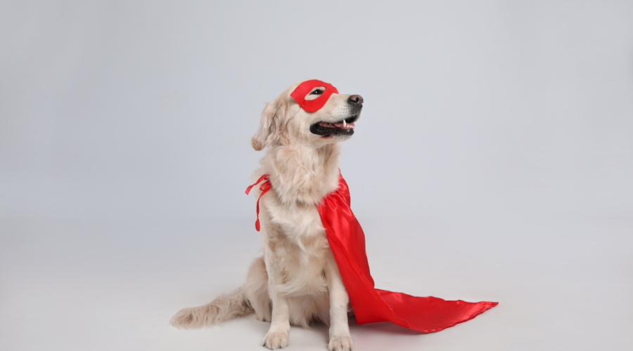 Superhero Fundraising Dog