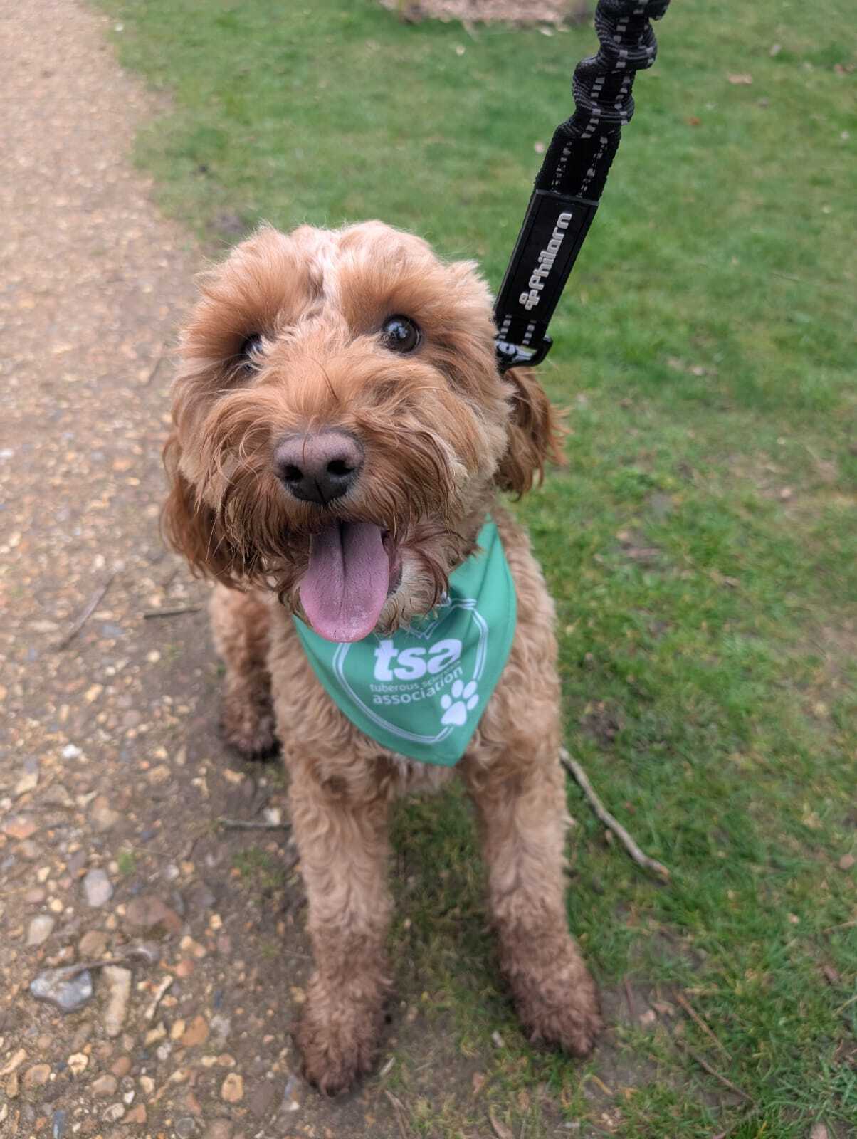Milo – Dog Jog